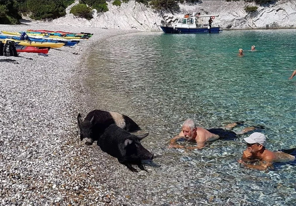 Psarou Cruises Atoko