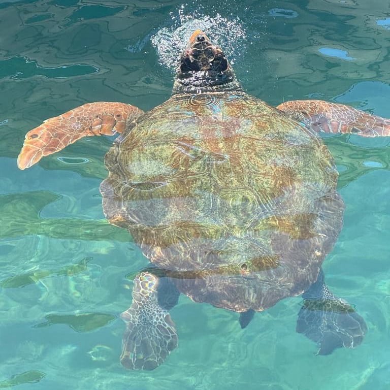 Χελώνα Caretta Caretta